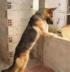 Aluguel e Locação de Cães de Guarda em Belo Horizonte
